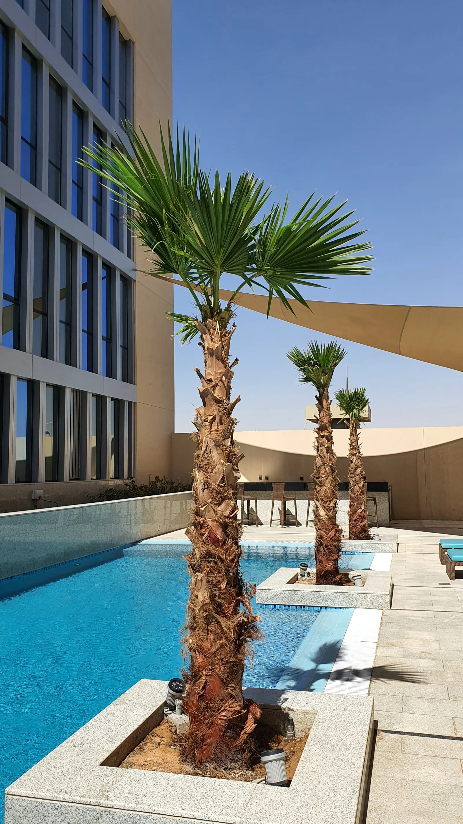 Pool with palm planters and loungers